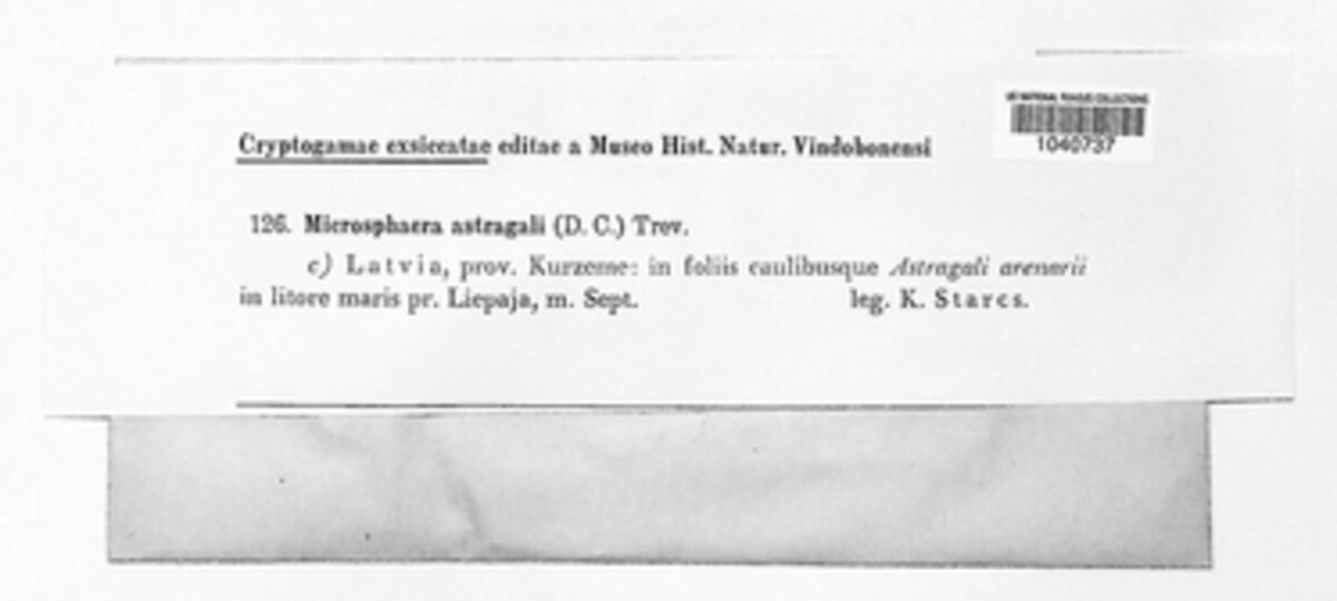 Erysiphe astragali image